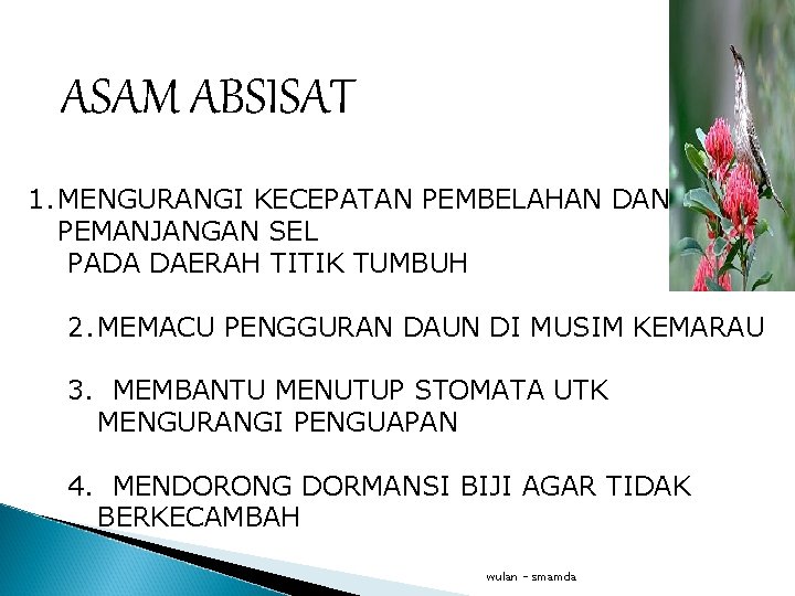 ASAM ABSISAT 1. MENGURANGI KECEPATAN PEMBELAHAN DAN PEMANJANGAN SEL PADA DAERAH TITIK TUMBUH 2.