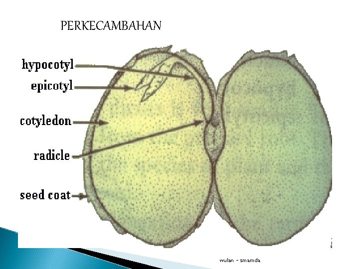 PERKECAMBAHAN wulan - smamda 