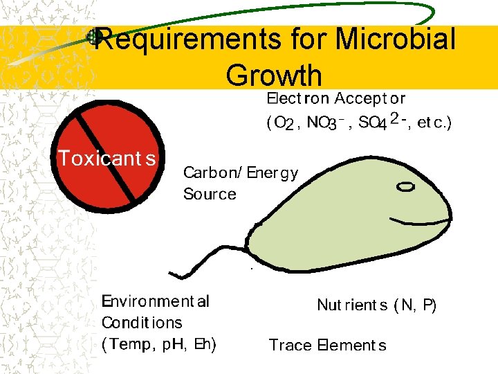 Requirements for Microbial Growth 