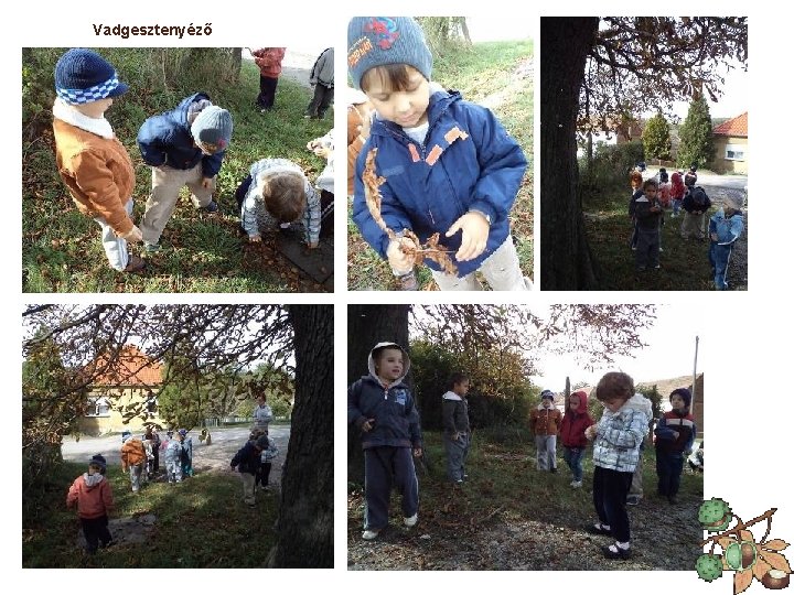 Vadgesztenyéző Vadgesztenyéző