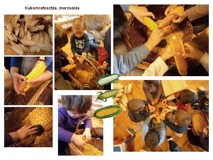 Kukoricafosztás, morzsolás Kukoricafosztás, morzsolás