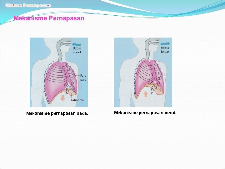 Mekanisme Pernapasan Mekanisme pernapasan dada. Mekanisme pernapasan perut. 