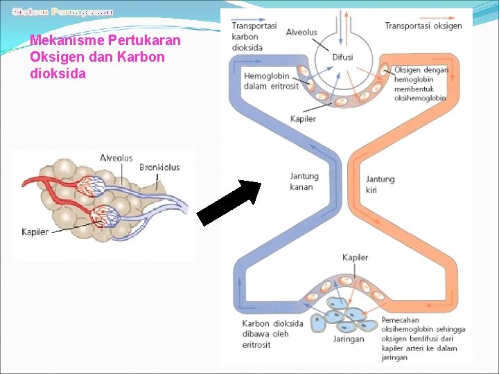 Mekanisme Pertukaran Oksigen dan Karbon dioksida 