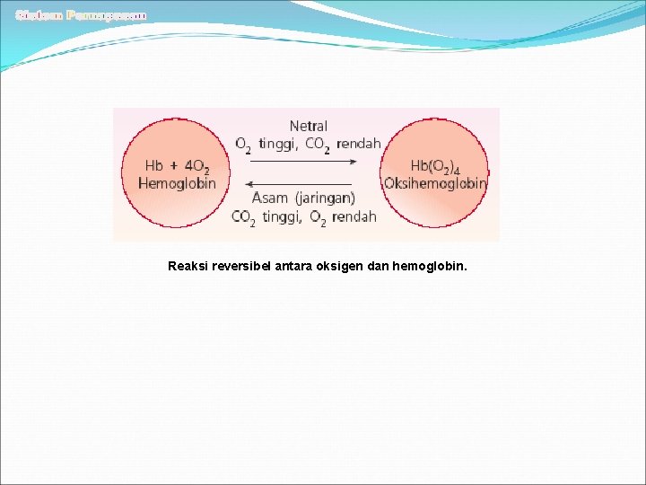 Reaksi reversibel antara oksigen dan hemoglobin. 