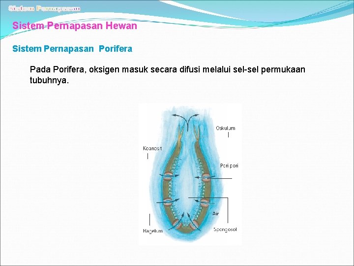 Sistem Pernapasan Hewan Sistem Pernapasan Porifera Pada Porifera, oksigen masuk secara difusi melalui sel-sel