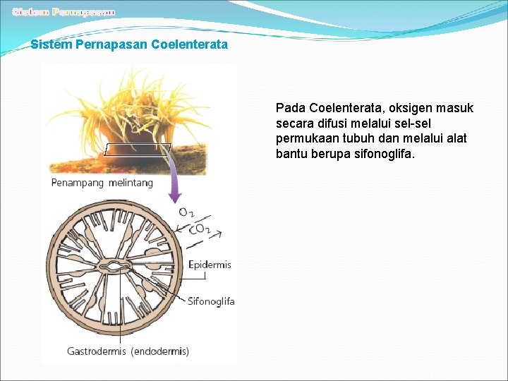 Sistem Pernapasan Coelenterata Pada Coelenterata, oksigen masuk secara difusi melalui sel-sel permukaan tubuh dan
