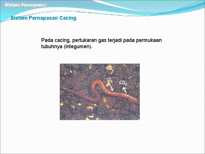 Sistem Pernapasan Cacing Pada cacing, pertukaran gas terjadi pada permukaan tubuhnya (integumen). 