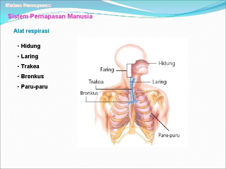 Sistem Pernapasan Manusia Alat respirasi • Hidung • Laring • Trakea • Bronkus •