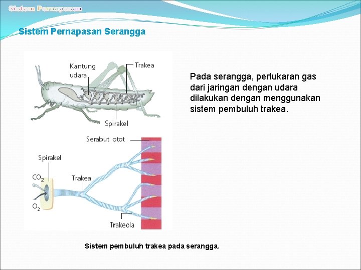 Sistem Pernapasan Serangga Pada serangga, pertukaran gas dari jaringan dengan udara dilakukan dengan menggunakan