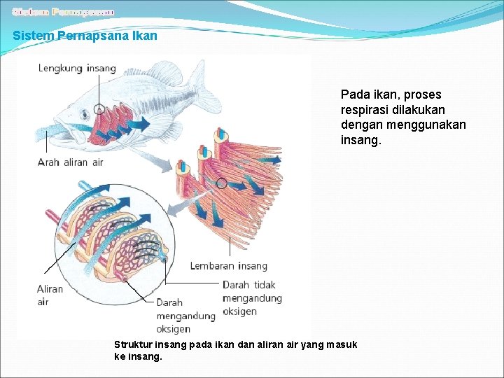 Sistem Pernapsana Ikan Pada ikan, proses respirasi dilakukan dengan menggunakan insang. Struktur insang pada