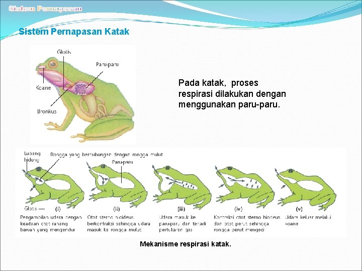 Sistem Pernapasan Katak Pada katak, proses respirasi dilakukan dengan menggunakan paru-paru. Mekanisme respirasi katak.