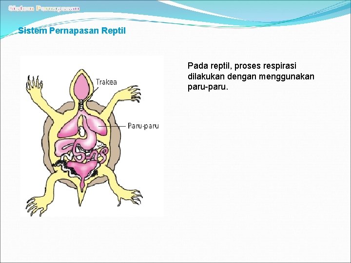 Sistem Pernapasan Reptil Pada reptil, proses respirasi dilakukan dengan menggunakan paru-paru. 