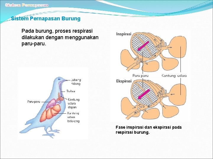 Sistem Pernapasan Burung Pada burung, proses respirasi dilakukan dengan menggunakan paru-paru. Fase inspirasi dan