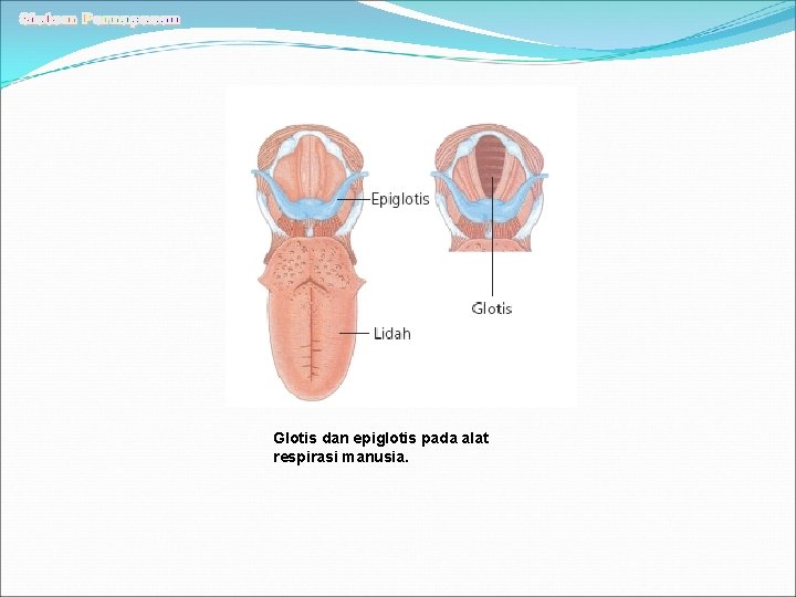 Glotis dan epiglotis pada alat respirasi manusia. 