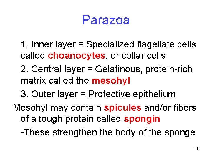 Parazoa 1. Inner layer = Specialized flagellate cells called choanocytes, or collar cells 2.