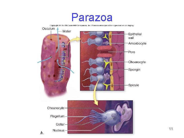 Parazoa 11 