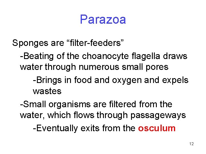 Parazoa Sponges are “filter-feeders” -Beating of the choanocyte flagella draws water through numerous small