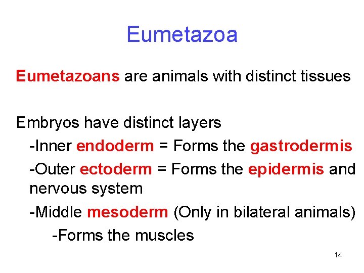 Eumetazoans are animals with distinct tissues Embryos have distinct layers -Inner endoderm = Forms