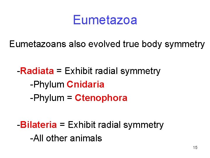 Eumetazoans also evolved true body symmetry -Radiata = Exhibit radial symmetry -Phylum Cnidaria -Phylum