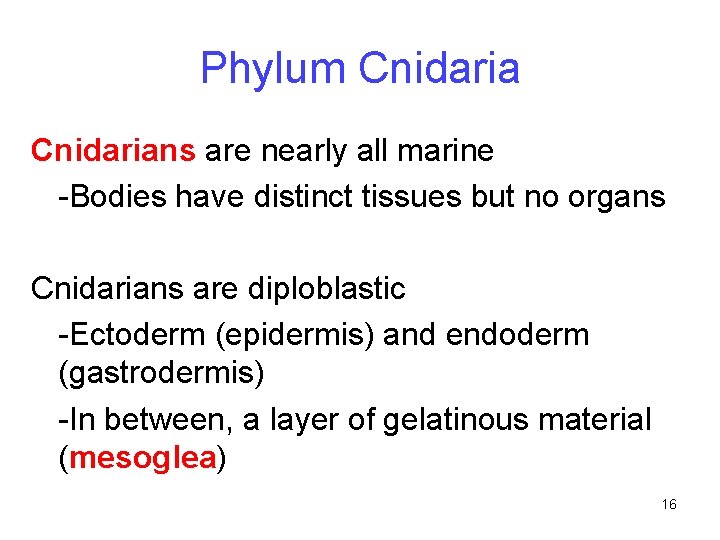 Phylum Cnidarians are nearly all marine -Bodies have distinct tissues but no organs Cnidarians
