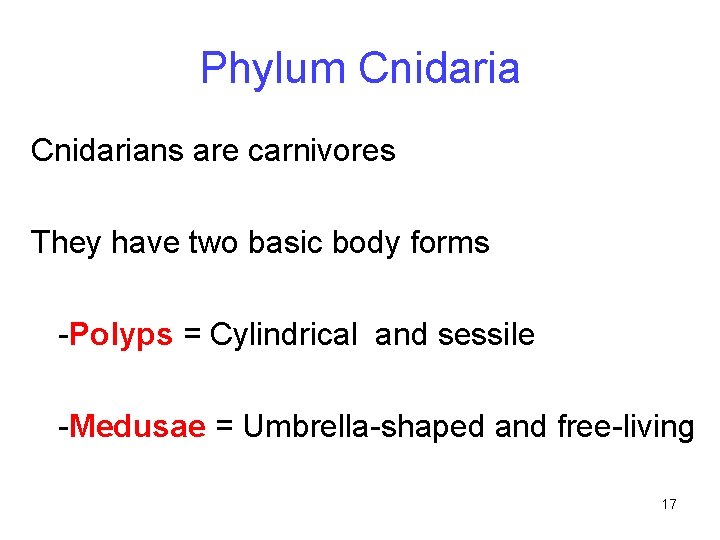 Phylum Cnidarians are carnivores They have two basic body forms -Polyps = Cylindrical and