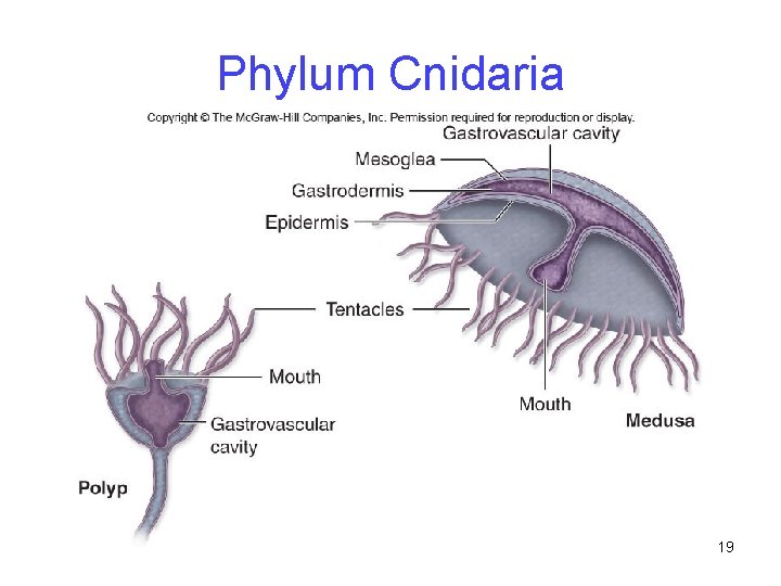 Phylum Cnidaria 19 