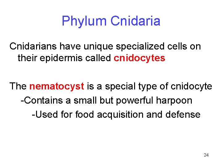 Phylum Cnidarians have unique specialized cells on their epidermis called cnidocytes The nematocyst is