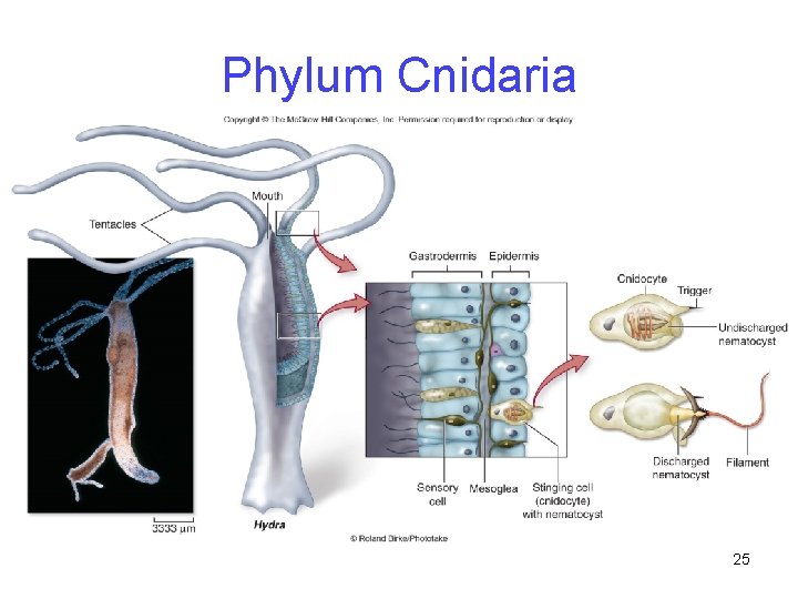 Phylum Cnidaria 25 