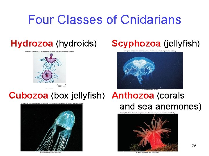 Four Classes of Cnidarians Hydrozoa (hydroids) Scyphozoa (jellyfish) Cubozoa (box jellyfish) Anthozoa (corals and