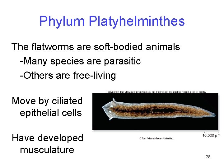 Phylum Platyhelminthes The flatworms are soft-bodied animals -Many species are parasitic -Others are free-living