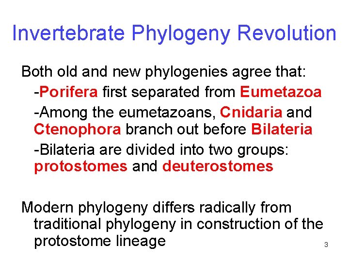 Invertebrate Phylogeny Revolution Both old and new phylogenies agree that: -Porifera first separated from