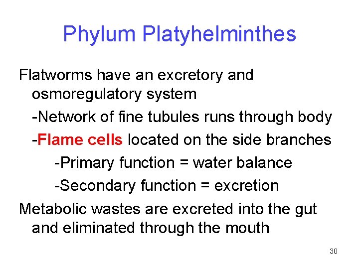 Phylum Platyhelminthes Flatworms have an excretory and osmoregulatory system -Network of fine tubules runs