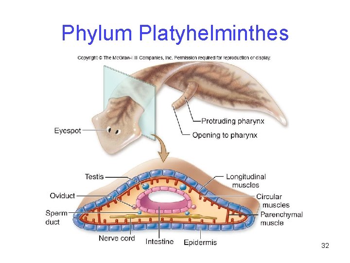 Phylum Platyhelminthes 32 