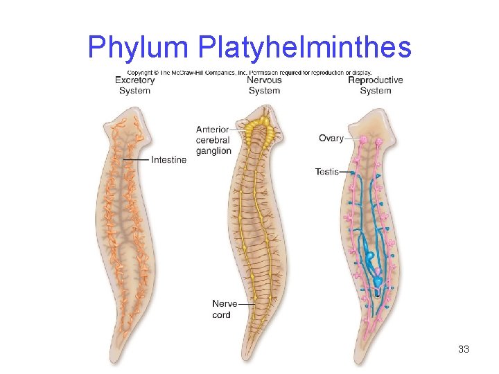 Phylum Platyhelminthes 33 