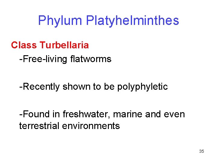 Phylum Platyhelminthes Class Turbellaria -Free-living flatworms -Recently shown to be polyphyletic -Found in freshwater,