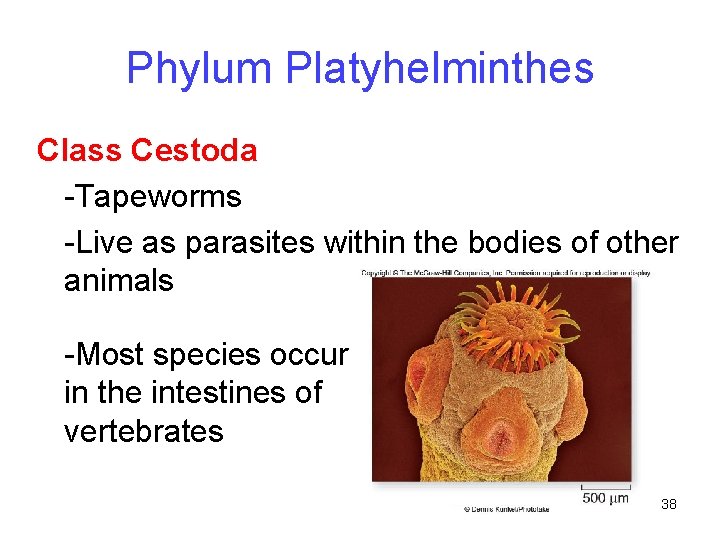 Phylum Platyhelminthes Class Cestoda -Tapeworms -Live as parasites within the bodies of other animals