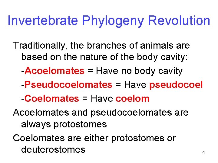 Invertebrate Phylogeny Revolution Traditionally, the branches of animals are based on the nature of