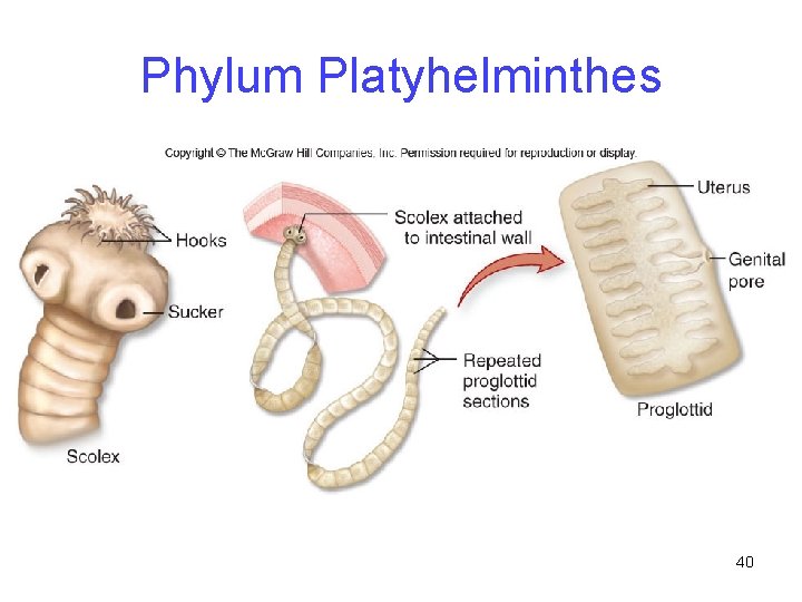 Phylum Platyhelminthes 40 