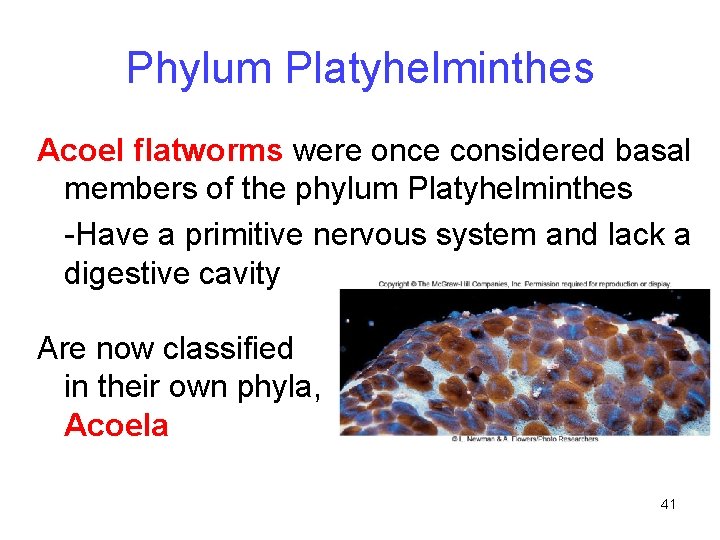 Phylum Platyhelminthes Acoel flatworms were once considered basal members of the phylum Platyhelminthes -Have