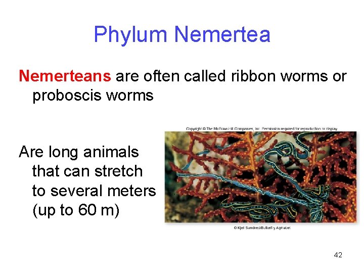 Phylum Nemerteans are often called ribbon worms or proboscis worms Are long animals that