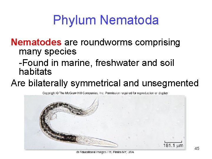 Phylum Nematoda Nematodes are roundworms comprising many species -Found in marine, freshwater and soil