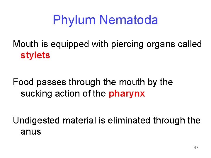 Phylum Nematoda Mouth is equipped with piercing organs called stylets Food passes through the