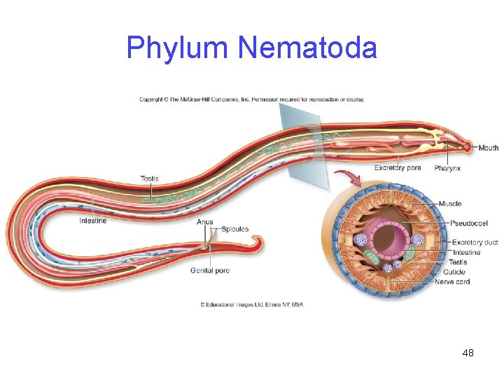 Phylum Nematoda 48 