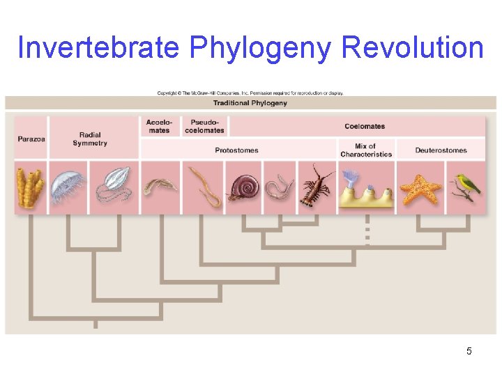 Invertebrate Phylogeny Revolution 5 