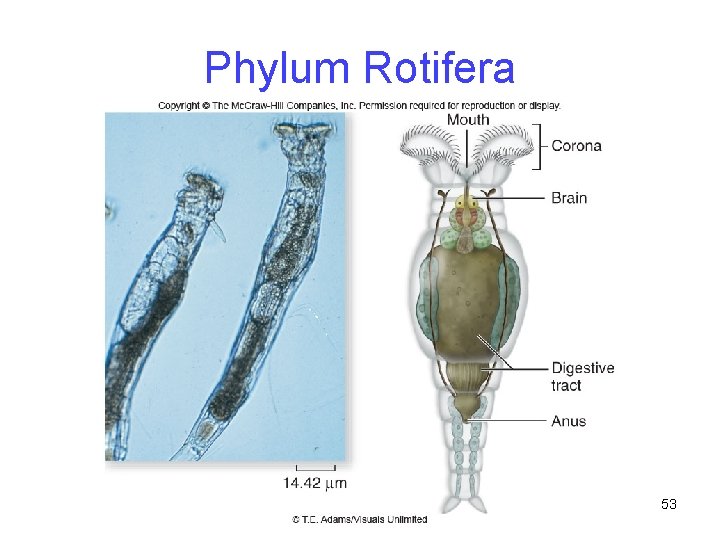 Phylum Rotifera 53 