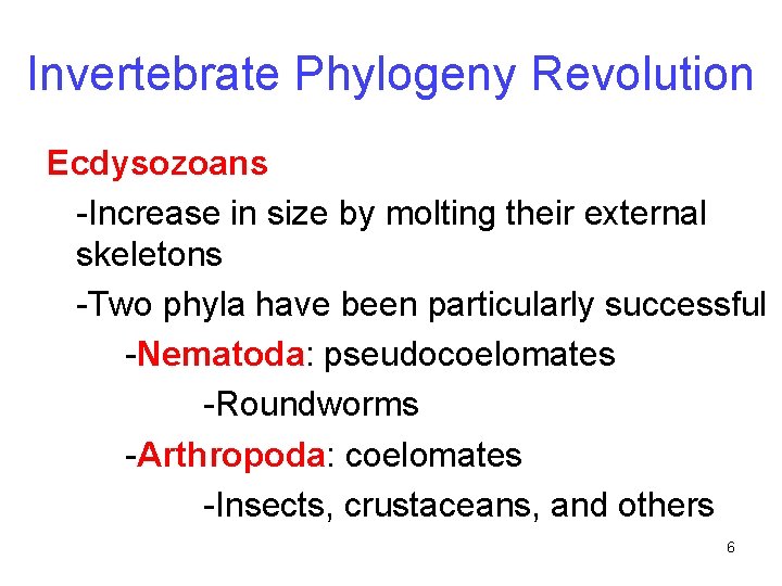 Invertebrate Phylogeny Revolution Ecdysozoans -Increase in size by molting their external skeletons -Two phyla