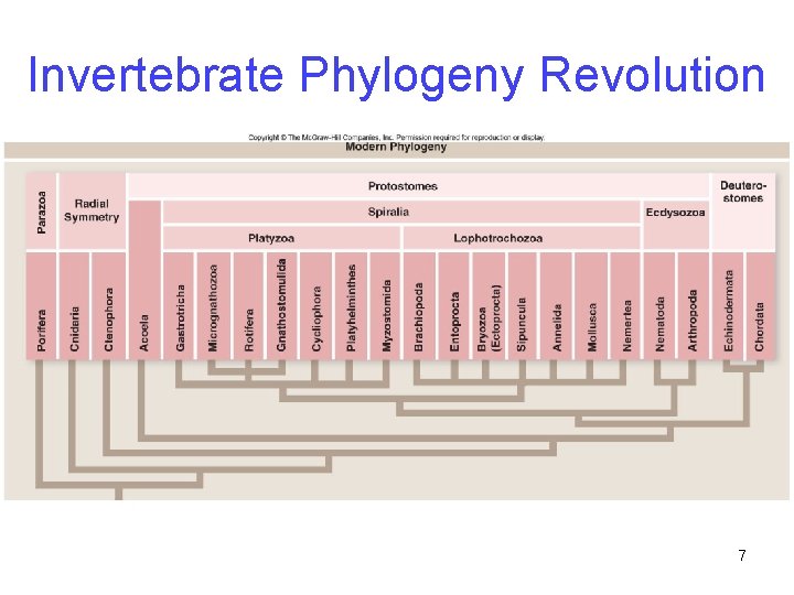 Invertebrate Phylogeny Revolution 7 