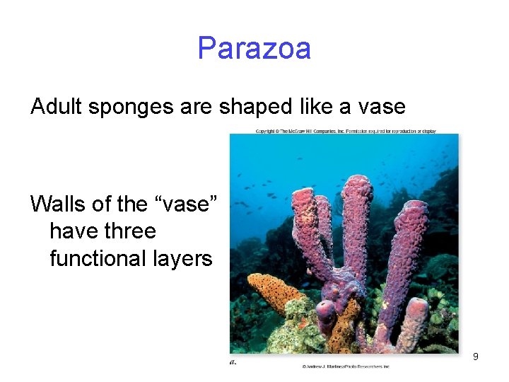 Parazoa Adult sponges are shaped like a vase Walls of the “vase” have three