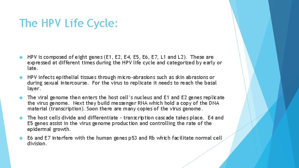 The HPV Life Cycle: HPV is composed of eight genes (E 1, E 2,