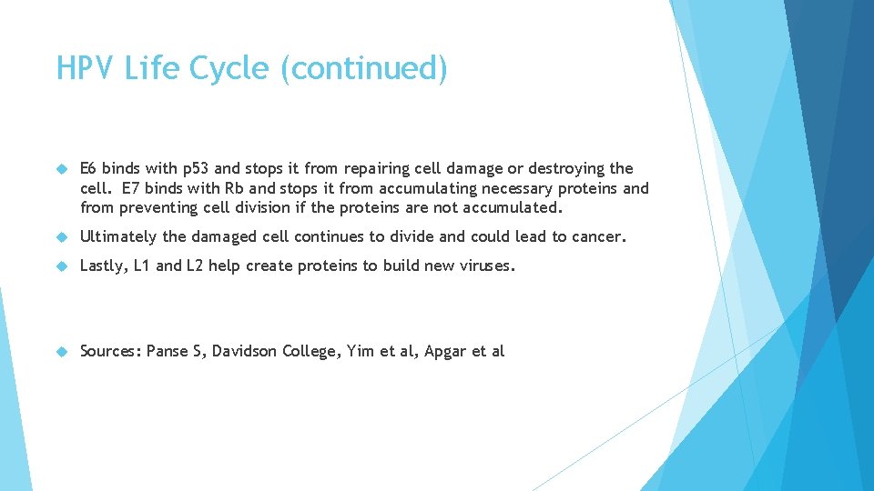HPV Life Cycle (continued) E 6 binds with p 53 and stops it from